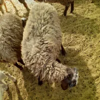 ۱۲بره نر شیری کشتاری هم پای پروار|حیوانات مزرعه|کوهدشت, |دیوار