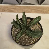 گیاهان آپارتمانی و کلکسیونی|گل و گیاه طبیعی|مشکیندشت, |دیوار