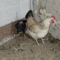 مرغ