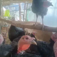 بوقلمون برنزی|حیوانات مزرعه|مشهد, هفده شهریور|دیوار