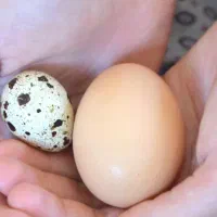 تخم بلدرچین