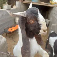 برغاله نر جوان اصیل نژاد  خوب|حیوانات مزرعه|نجف‌آباد, امام خمینی|دیوار