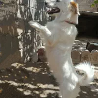 حیوان خانگی سگ میکس تریر|سگ|خرامه, |دیوار