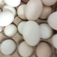 تخم مرغ محلی