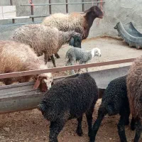 ۵راس میش وبره بزرگ