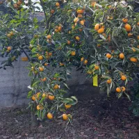 فروش پرتغال تامسون|عمدهفروشی|بهشهر, |دیوار