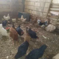 مرغ وخروس گلین لری بومی
