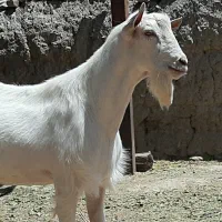 15 راس بزغاله نر سانن (میش بره )