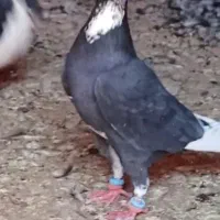 نر پلنگ ریش بلند
