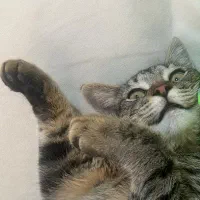 گربه ی خانگی ماده / ۴ماهه