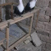 کبوترجفتی|پرنده|سبزوار, قصبه شرقی|دیوار