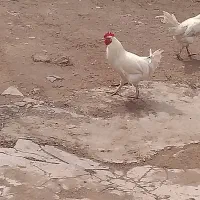 خروس لاری|حیوانات مزرعه|کوهین, |دیوار