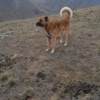 سگ گم شده|سگ|پارسآباد, |دیوار