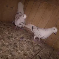 کفتر پرشی|پرنده|قم, شاه ابراهیم|دیوار