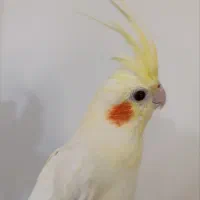 عروس هلندی لوتینو