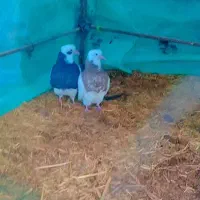 کبوتر توقی وپلاکی و زاغ