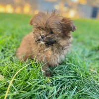 پودل کراس بمب مو عروسکی جیبی|سگ|مشهد, وکیل‌آباد|دیوار