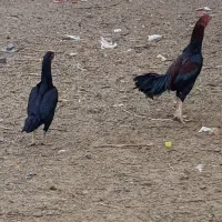 مرغ خروس لاری ومینیاتوری|حیوانات مزرعه|دشتابی, |دیوار