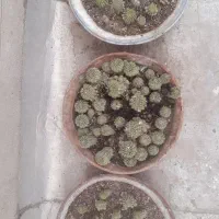 حدودا ۵۰ عدد کاکتوس