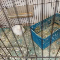 کوتوله برزیلی|پرنده|شیراز, گویم|دیوار