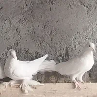 کبوتر|پرنده|تفت, |دیوار