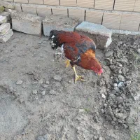 مرغ و خروس لاری