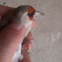 سره وسره قناری که دنبالش میگردی|پرنده|ری, سیزده آبان|دیوار