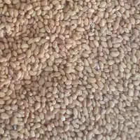 بذر یونجه رنجر آمریکایی