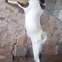 کهره نر