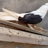 کبوترر