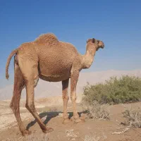 شتر داشتی آبستن