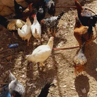 مرغ|حیوانات مزرعه|درمیان, |دیوار