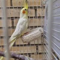 عروس هلندی
