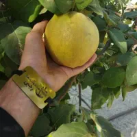 پش فروش نهال به اصفهان