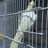 عروس هلندی ماده بشرط تخم