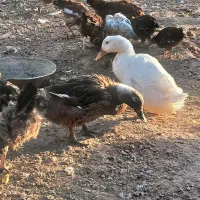 فروش مرع و خروس و قو غاز و ....