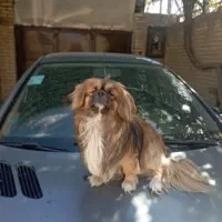 سگ پیکیمنز گمشده ساعاتی پیش در میلاد شاهین شهر