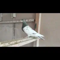 کبوتر کله قهوه ای نر و کله سیاه ماده