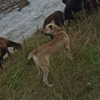 گمشده اگر کسی دیده لطفاً اطلاع دهید