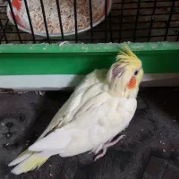 عروس هلندی مولدوتازدانخور وسرلاکی|پرنده|اصفهان, سرشبادران|دیوار