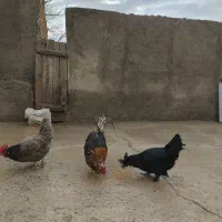 مرغ و خروس محلی|حیوانات مزرعه|بشاریات, |دیوار