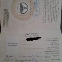 واگذاری پیت بول ۸ ماهه|سگ|تهران, اقدسیه|دیوار