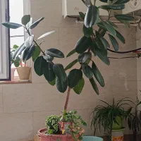 گل و گیاه