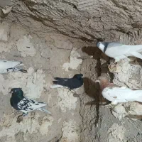 کفتر پلاکی و بهبهانی.وشهری|پرنده|ارسنجان, |دیوار