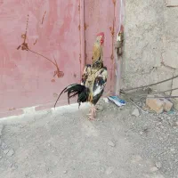 خروس لاری اصیل