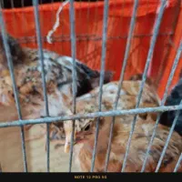 جوجه مرغ و خروس محلی|حیوانات مزرعه|فردیس, فرامرزیه|دیوار