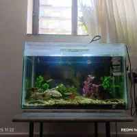 آکواریوم|ماهی|آزادشهر, |دیوار