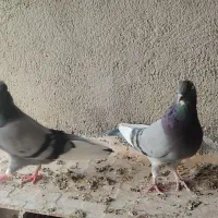 یک جفت کبوترابلق سبز سلامت و پرشی|پرنده|شهریار, شهرک مصطفی خمینی|دیوار
