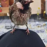 پرنده مفقودشده