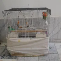 یک عدد طوطی برزیلی با قفس|پرنده|باغستان, |دیوار